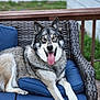 animal, architecture, building, canine, chair, couch, cushion, dog, eskimodog, furniture, homedecor, house, housing, husky, indoors, interiordesign, nature, outdoors, pet, puppy