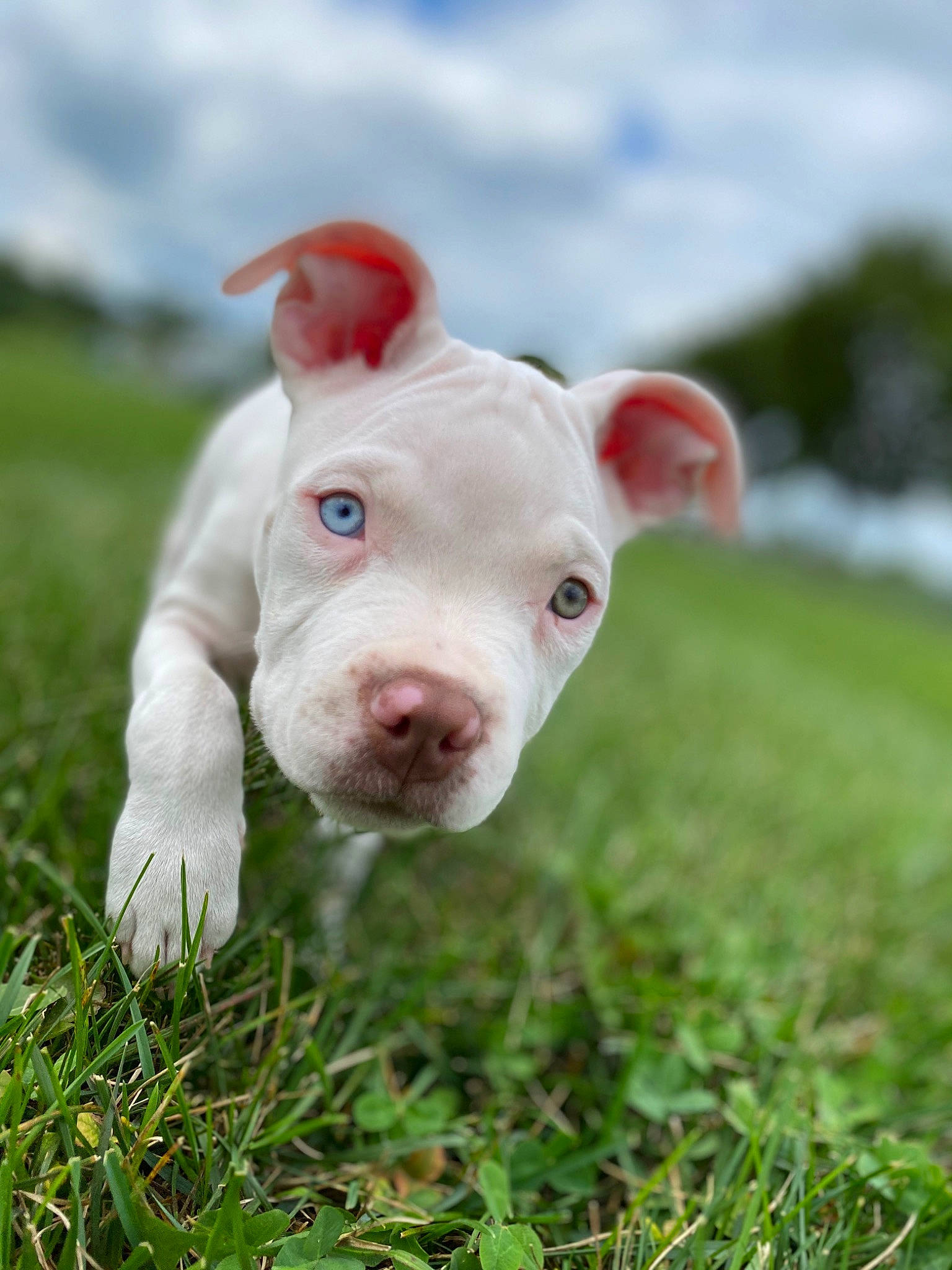 Nova joined the competition — help win amazing prizes! american_bulldog, american_pit_bull_terrier, american_staffordshire_terrier, bull_and_terrier, canidae, carnivore, dog, dog_breed, ear, fawn, grass, mammal, non_sporting_group, nose, pit_bull, plant, puppy, rare_breed_dog, snout, vertebrate