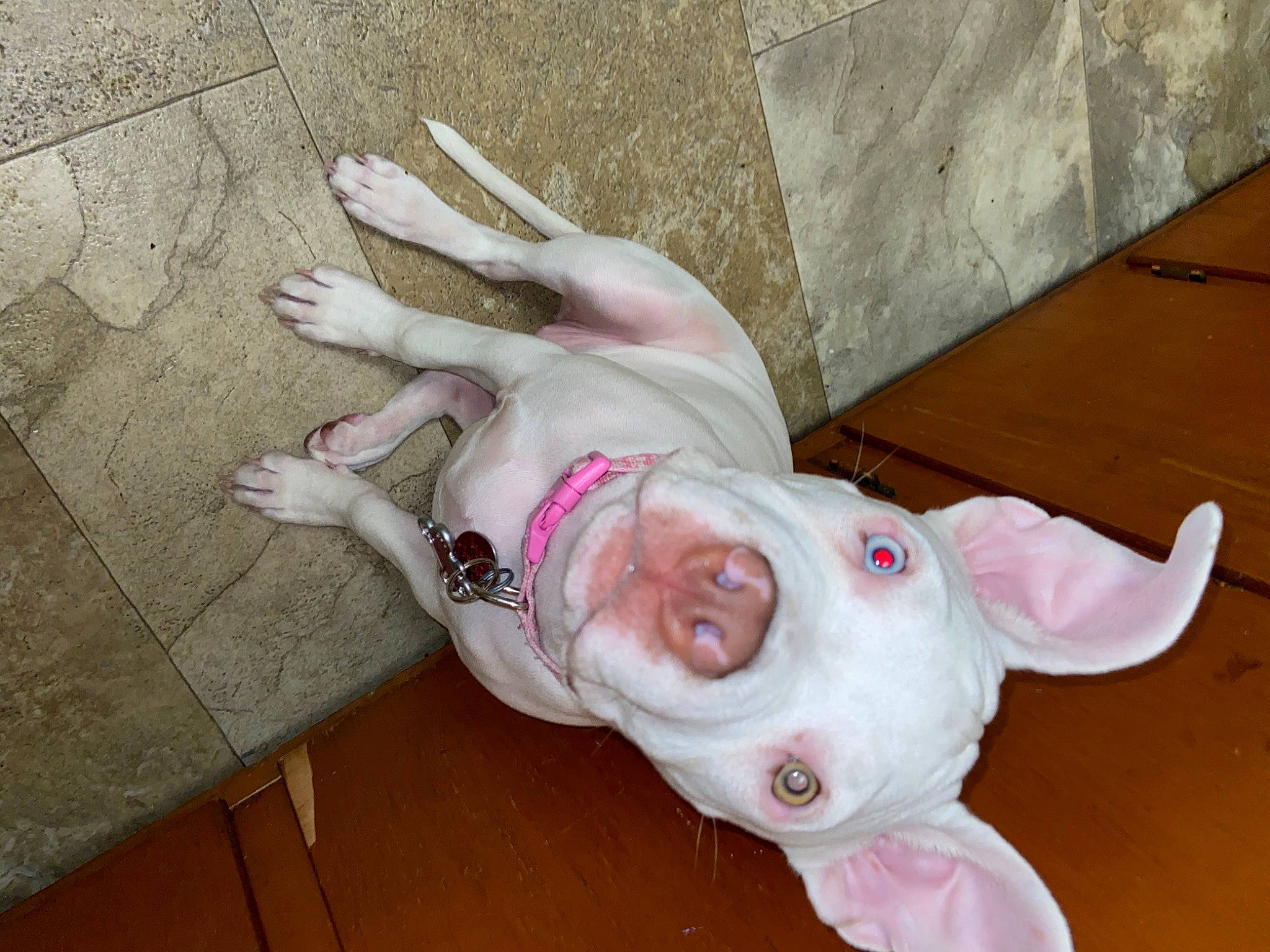 Nova joined the competition — help win amazing prizes! american_bulldog, american_pit_bull_terrier, canidae, carnivore, dog, dog_breed, dogo_argentino, dogo_guatemalteco, fawn, mammal, non_sporting_group, pink, pit_bull, snout, sporting_group, tail