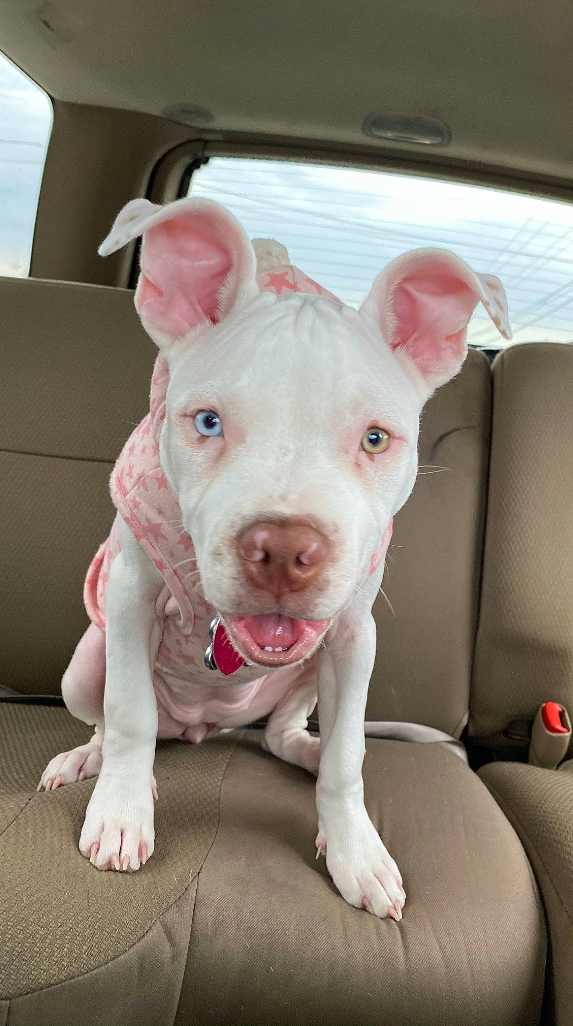 Nova is registered to the contest to win money with this photo: american_bulldog, american_pit_bull_terrier, american_staffordshire_terrier, bull_and_terrier, canidae, carnivore, cordoba_fighting_dog, dog, dog_breed, dogo_argentino, ear, fawn, mammal, non_sporting_group, nose, old_english_terrier, pit_bull, puppy, rare_breed_dog, snout