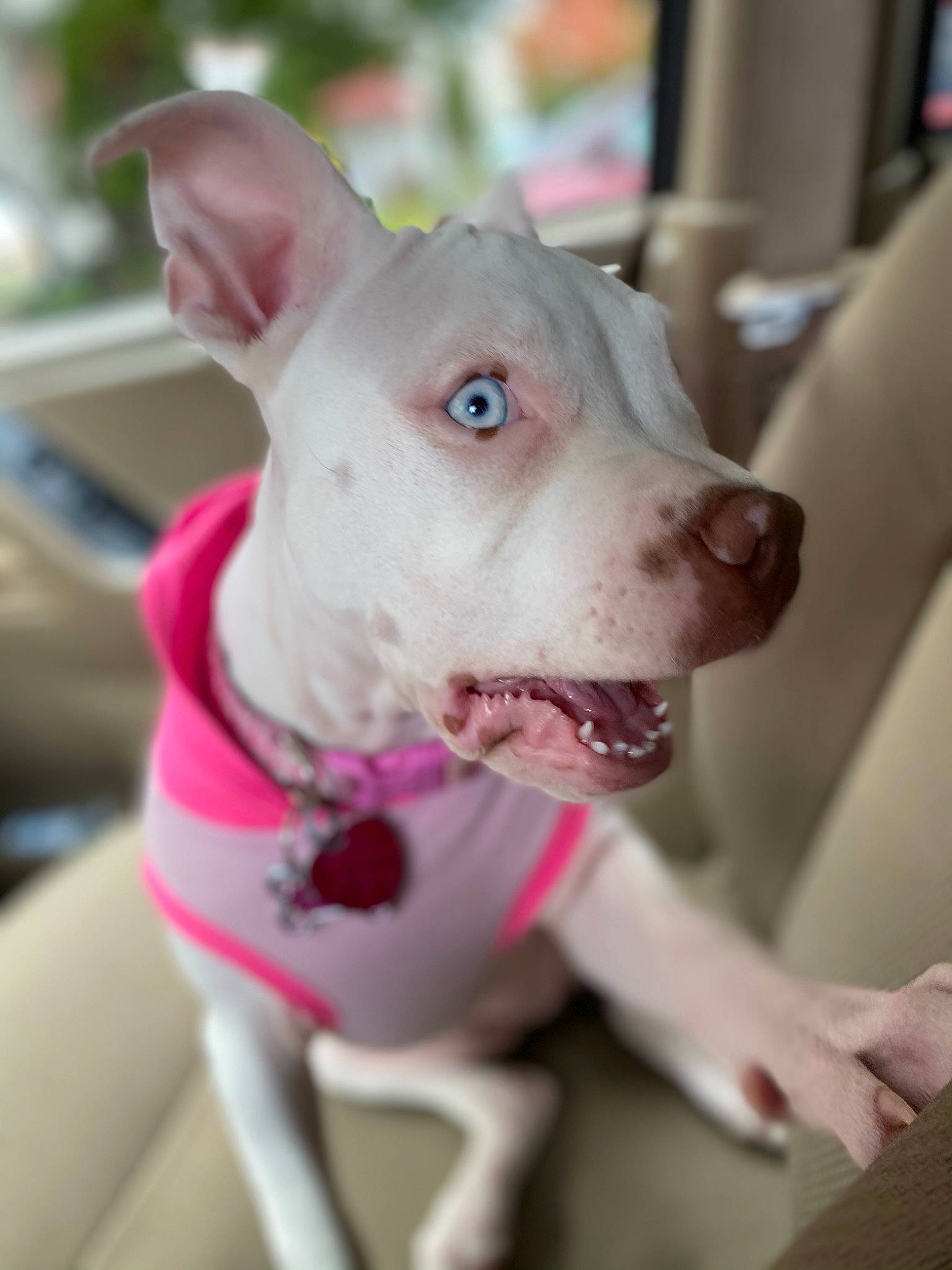 Nova joined the competition — help win amazing prizes! american_pit_bull_terrier, bull_and_terrier, canidae, carnivore, dog, dog_breed, ear, fawn, mammal, non_sporting_group, old_english_terrier, pink, pit_bull, puppy, rare_breed_dog, snout, vertebrate
