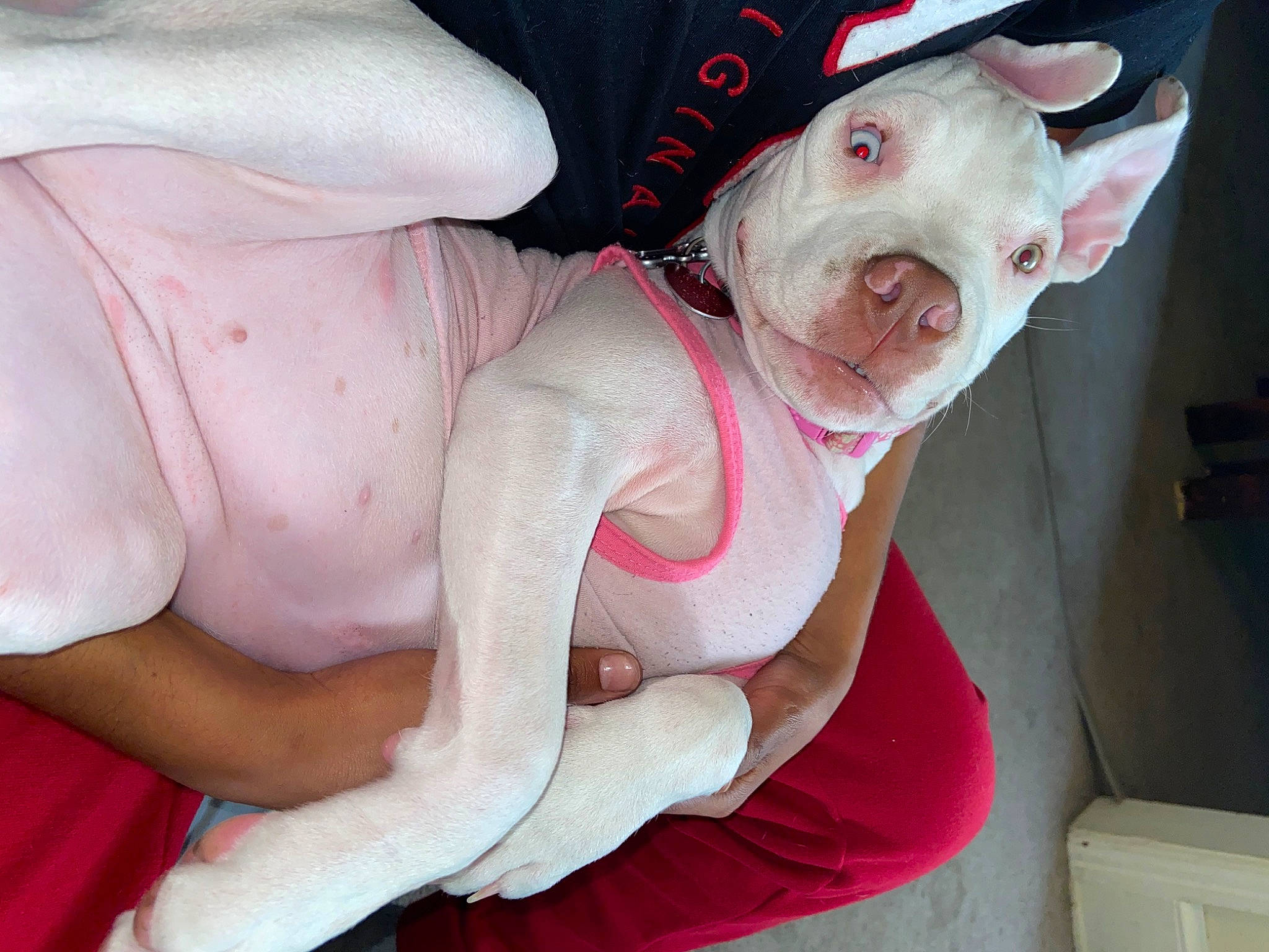 Nova joined the competition — help win amazing prizes! american_bulldog, american_pit_bull_terrier, bulldog, canidae, carnivore, child, companion_dog, dog, dog_breed, dogo_argentino, ear, fawn, french_bulldog, guard_dog, non_sporting_group, pink, pit_bull, puppy_love, skin, sporting_group