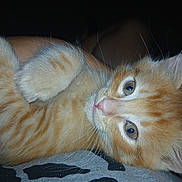 Piggy joined the competition — help win amazing prizes! animal, cat, close_up, curious, cute, domestic_cat, eyes, feline, fur, indoor, kitten, lying_down, mammal, orange_tabby, pet, portrait, relaxed, soft, whiskers, young