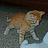 Piggy is registered to the contest to win money with this photo: animal, carpet, colorful_bag, curious, cute, domestic, feline, floor, fur, home, indoor, kitten, orange_cat, pet, playing, side_view, small, two_cats, white_cat, young