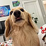 dog, golden_retriever, close_up, indoor, blanket, cozy, tongue_out, pet, curious, fur, animal, home, living_room, television, door, plant, wall_art, cute, canine, portrait