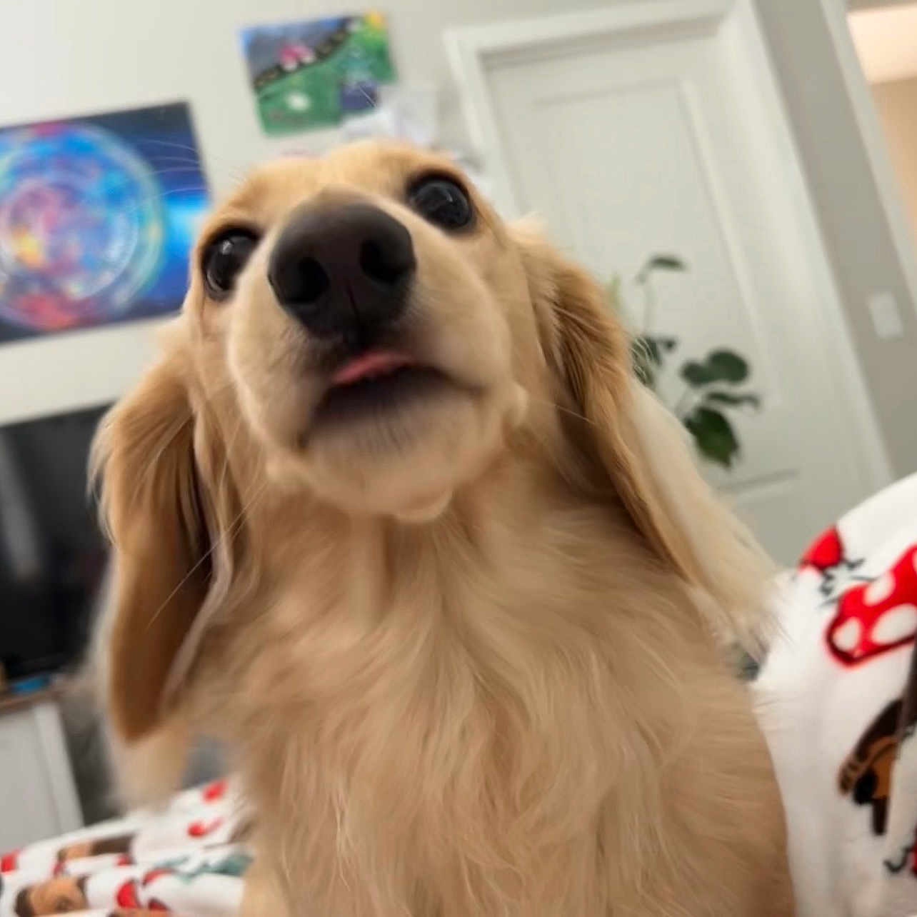 Jasper joined the competition — help win amazing prizes! animal, blanket, canine, close_up, cozy, curious, cute, dog, door, fur, golden_retriever, home, indoor, living_room, pet, plant, portrait, television, tongue_out, wall_art