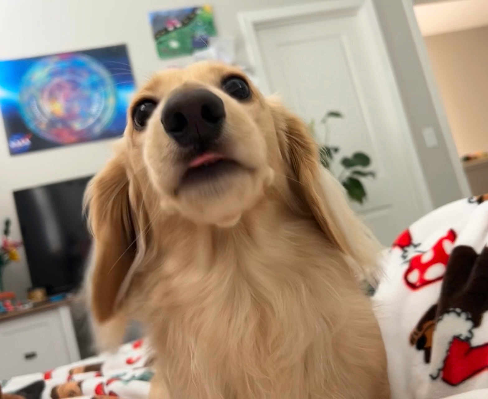 Jasper