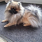 Volfie participe au concours pour gagner de l'argent avec cette photo : dog, pomeranian, fluffy, pet, indoor, carpet, fur, small_dog, animal, relaxing, cute, canine, home, lounge, white_door, curtain, floor, looking, calm, domestic_animal