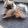 dog, pomeranian, fluffy, pet, indoor, carpet, fur, small_dog, animal, relaxing, cute, canine, home, lounge, white_door, curtain, floor, looking, calm, domestic_animal