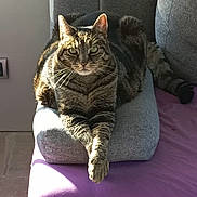 Symba participe au concours pour gagner de l'argent avec cette photo : cat, tabby_cat, pet, animal, feline, cushion, purple_surface, sunlight, window_light, indoor, relaxed, crossed_paws, striped_fur, whiskers, ears, tail, gray_cushion, cozy, resting, domestic_cat