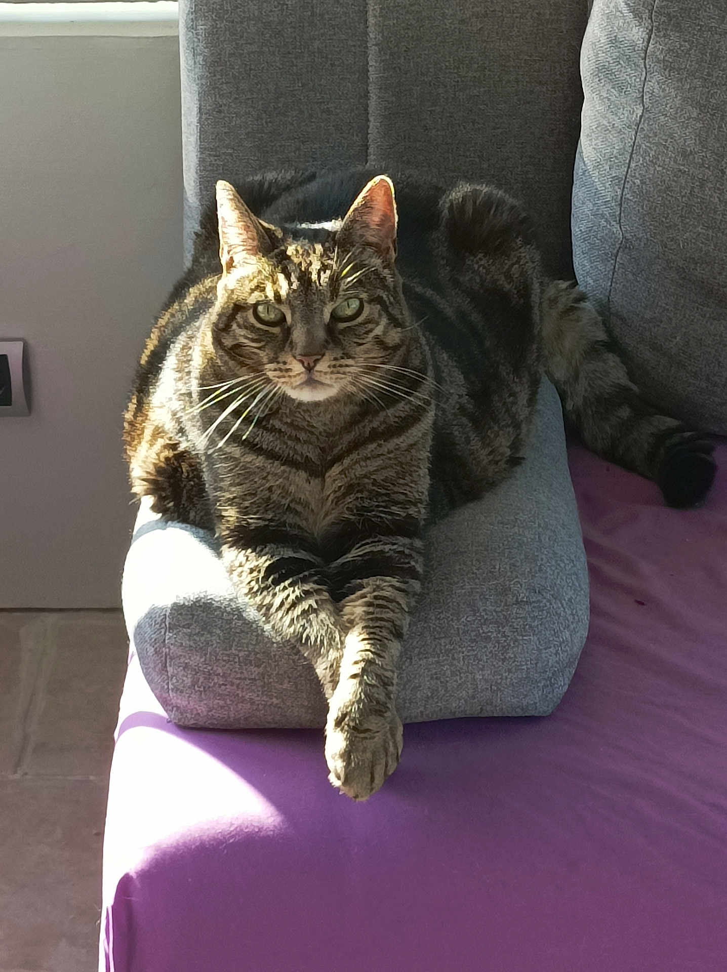 Symba participe au concours pour gagner de l'argent avec cette photo : cat, tabby_cat, pet, animal, feline, cushion, purple_surface, sunlight, window_light, indoor, relaxed, crossed_paws, striped_fur, whiskers, ears, tail, gray_cushion, cozy, resting, domestic_cat