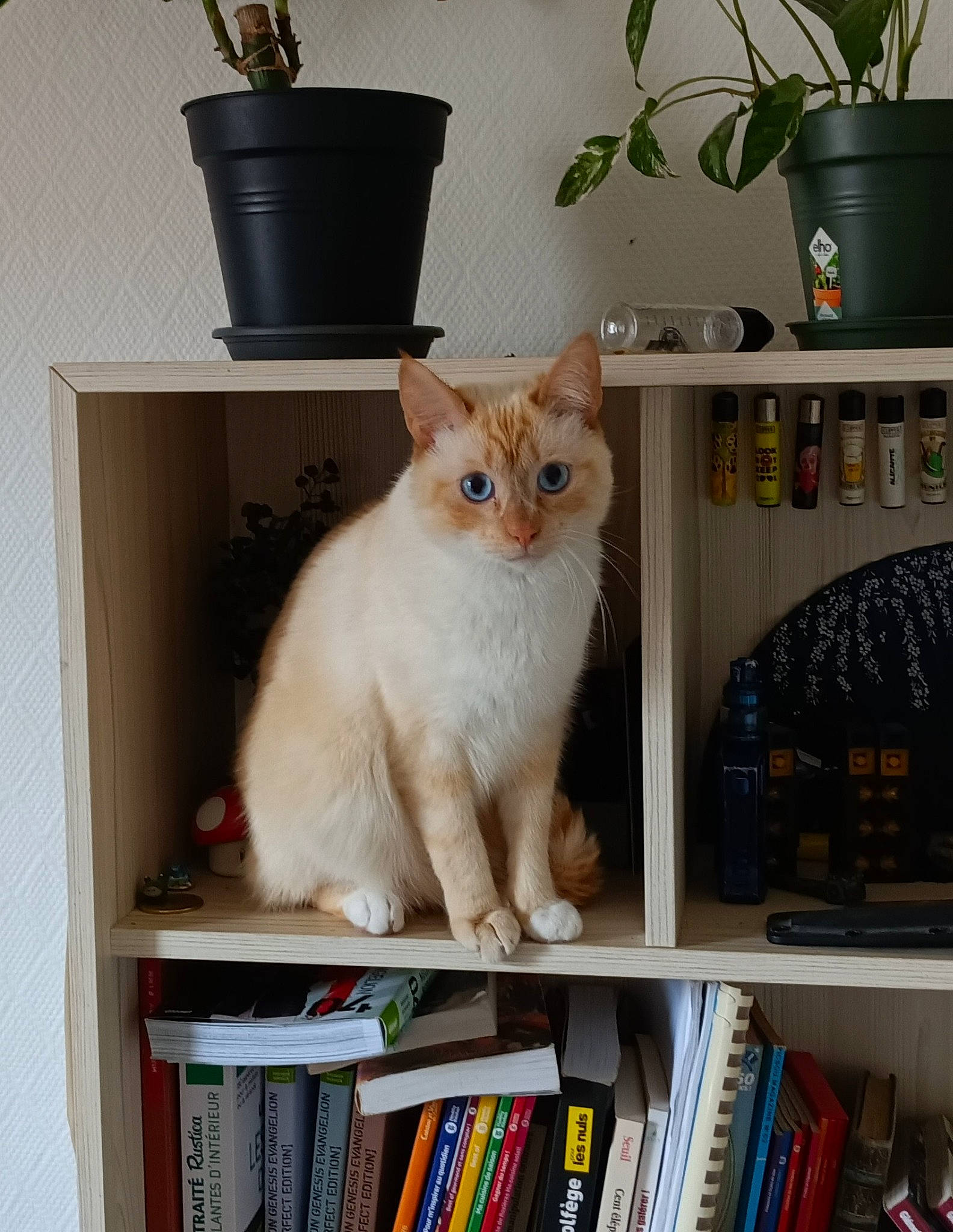 Ori participe au concours pour gagner de l'argent avec cette photo : book, bookcase, carnivore, cat, cat_supply, domestic_short_haired_cat, fawn, felidae, flowerpot, fur, houseplant, pet_supply, plant, publication, shelf, shelving, small_to_medium_sized_cats, tail, whiskers, wood