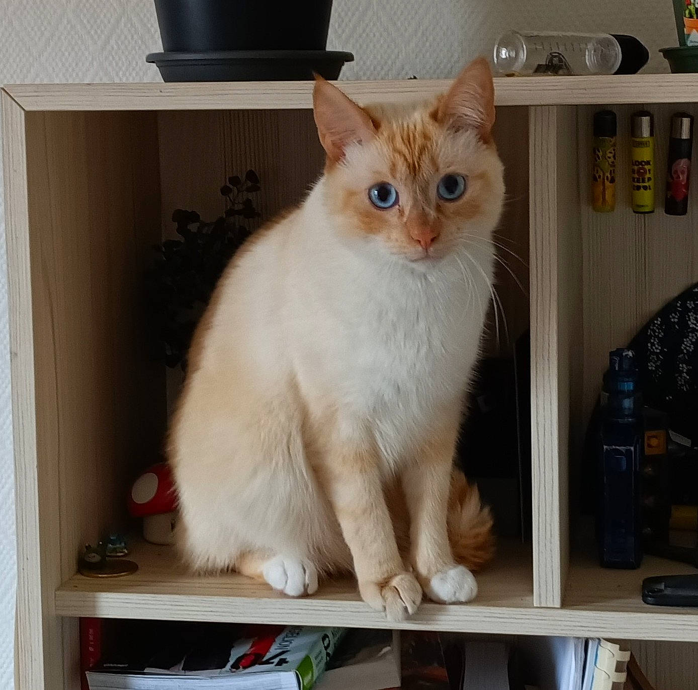 Ori a rejoint le concours — aidez-le/la à gagner de superbes lots ! bottle, carnivore, cat, cat_furniture, cat_supply, curtain, domestic_short_haired_cat, fawn, felidae, fur, paw, pet_supply, shelf, small_to_medium_sized_cats, tail, water_bottle, whiskers