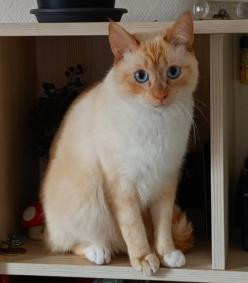 Ori a rejoint le concours — aidez-le/la à gagner de superbes lots ! box, carnivore, cat, cat_supply, claw, domestic_short_haired_cat, door, fawn, felidae, fur, paw, pet_supply, rectangle, small_to_medium_sized_cats, snout, tail, whiskers, window