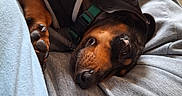 Charlie Dean is registered to the contest to win money with this photo: black, blanket, brown, closeup, clothing, collar, cozy, dachshund, dog, fabric, fur, indoor, muzzle, nose, paw, pet, relaxation, resting, sleeping, whiskers