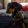 dog, dachshund, pet, indoor, bed, blanket, pillow, collar, brown, black, small_dog, animal, cute, sitting, side_view, window, curtain, cozy, domestic, fur