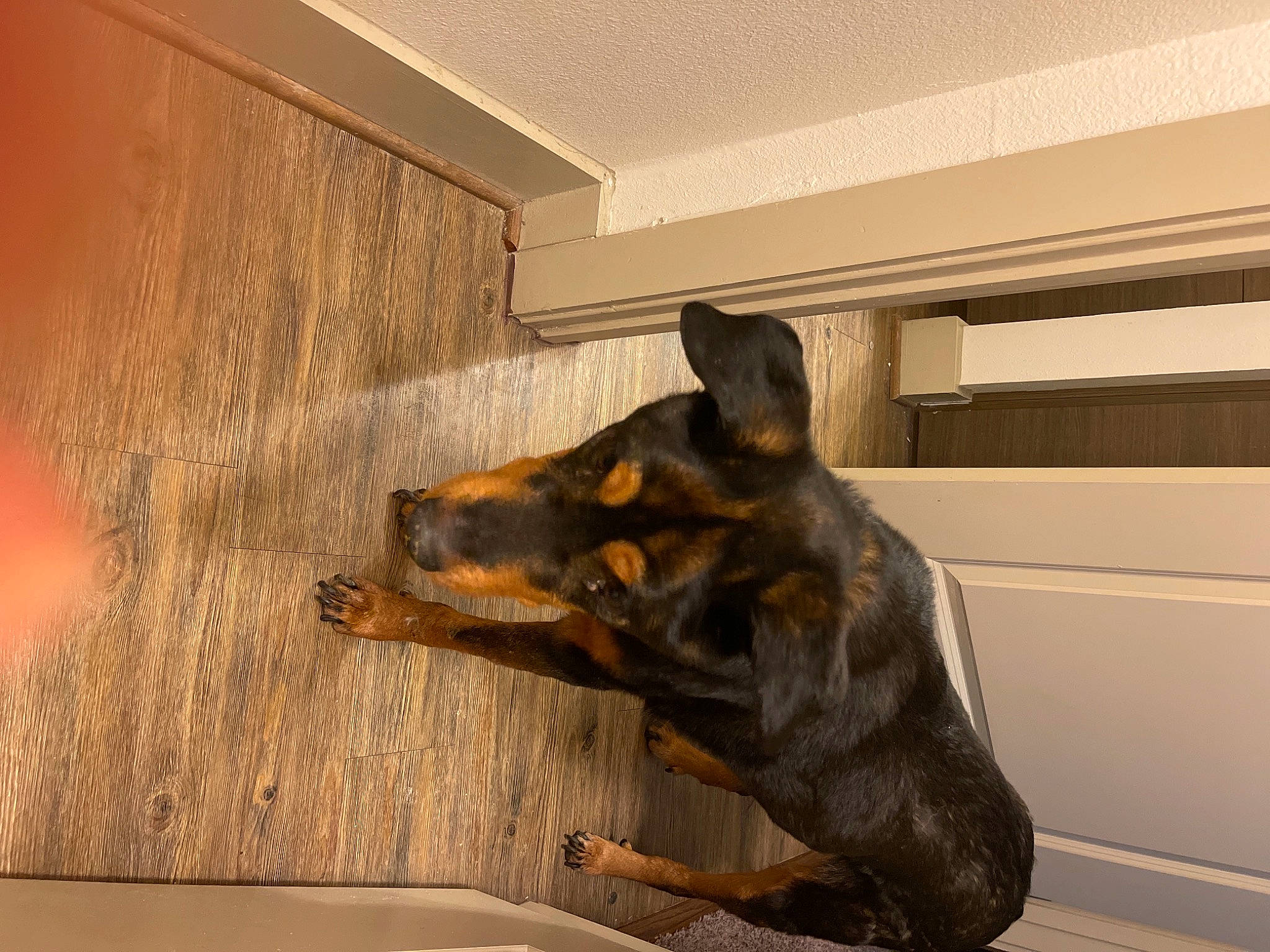 Mellow is registered to the contest to win money with this photo: canidae, carnivore, ceiling, dog, dog_breed, ear, fawn, flooring, guard_dog, hardwood, liver, pet_supply, room, snout, sporting_group, whiskers, window, wood, working_animal, working_dog