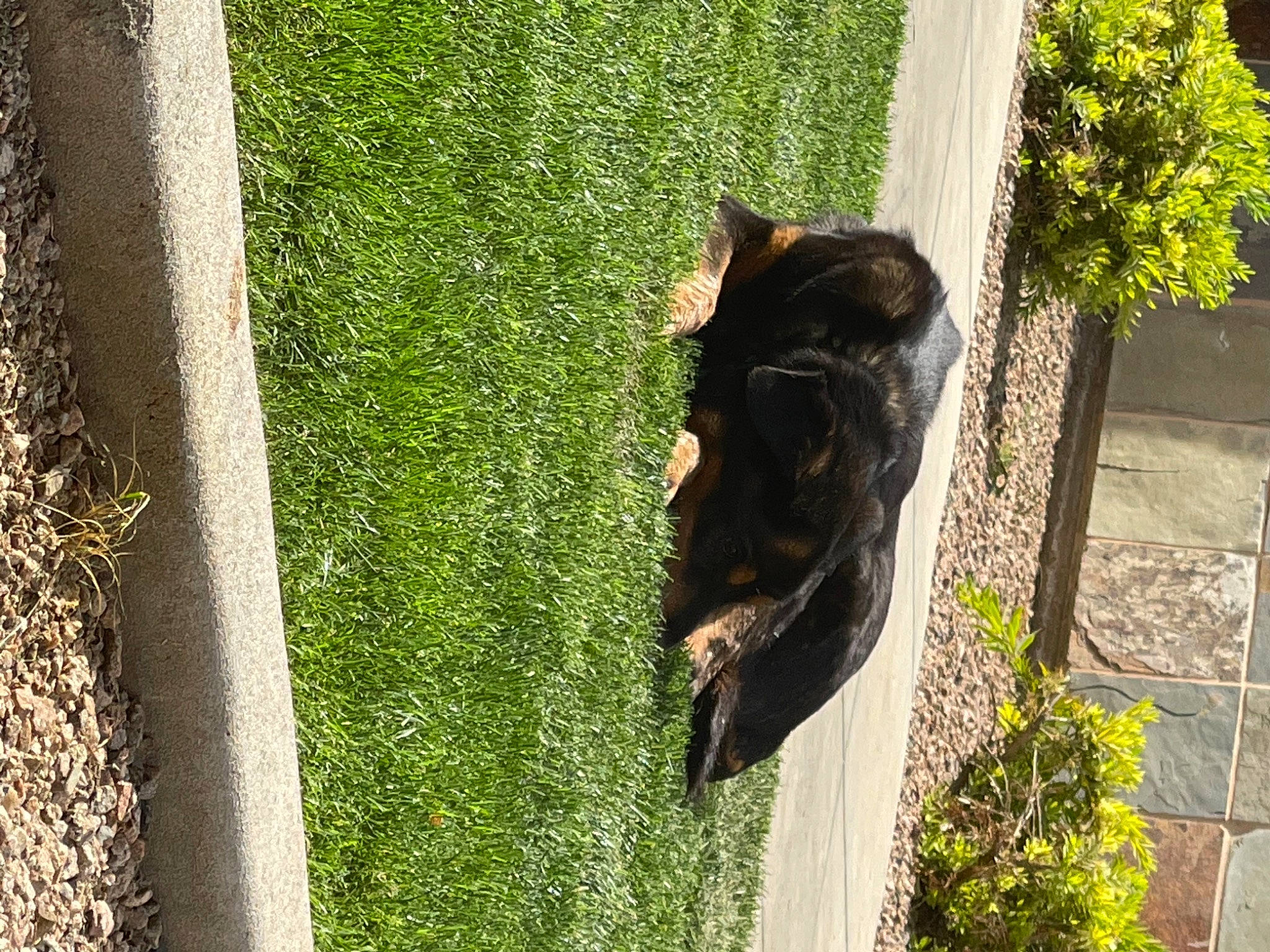 Mellow joined the competition — help win amazing prizes! carnivore, dog_breed, felidae, grass, grass_family, lawn, leaf, plant, sculpture, shadow, small_to_medium_sized_cats, tail, terrestrial_animal, tints_and_shades, tree, trunk, whiskers, window, wood, woody_plant