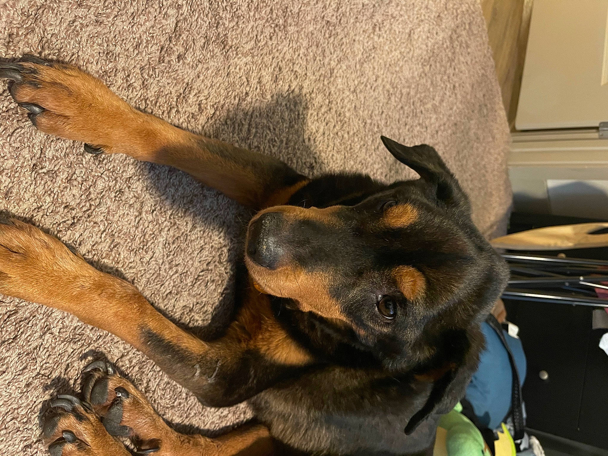 Mellow is registered to the contest to win money with this photo: biting, carnivore, collar, comfort, companion_dog, dog, dog_breed, ear, fawn, fur, german_shepherd_dog, old_german_shepherd_dog, paw, plant, schutzhund, snout, terrestrial_animal, vertebrate, wood, working_animal