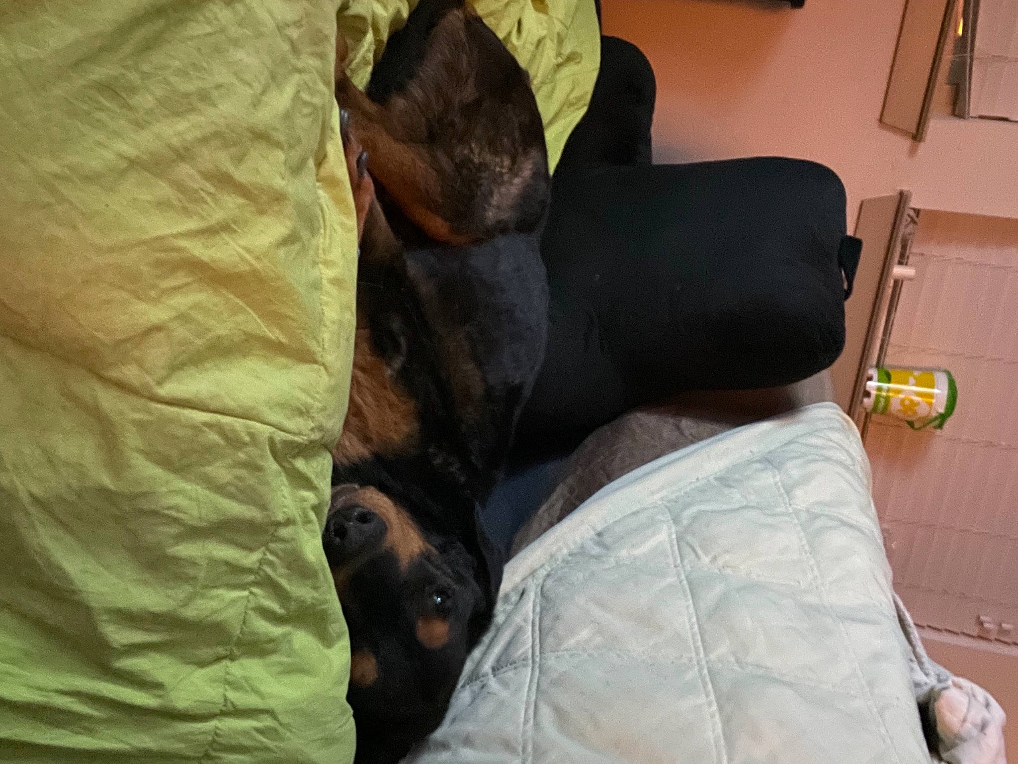 Mellow is registered to the contest to win money with this photo: bag, bedding, bedroom, carnivore, comfort, companion_dog, couch, dog, dog_breed, fawn, felidae, flooring, fur, hardwood, leg, linens, luggage_and_bags, small_to_medium_sized_cats, sporting_group, wood