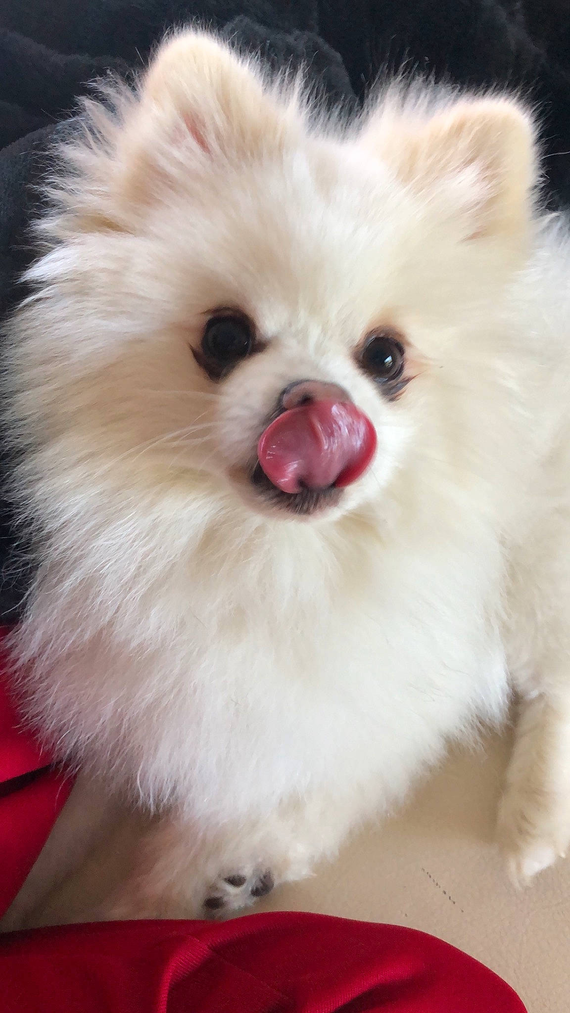 Thao participe au concours pour gagner de l'argent avec cette photo : canidae, carnivore, companion_dog, dog, dog_breed, eye, german_spitz, german_spitz_klein, german_spitz_mittel, japanese_spitz, mammal, nose, pomeranian, puppy, skin, snout, spitz, vertebrate, volpino_italiano, whiskers