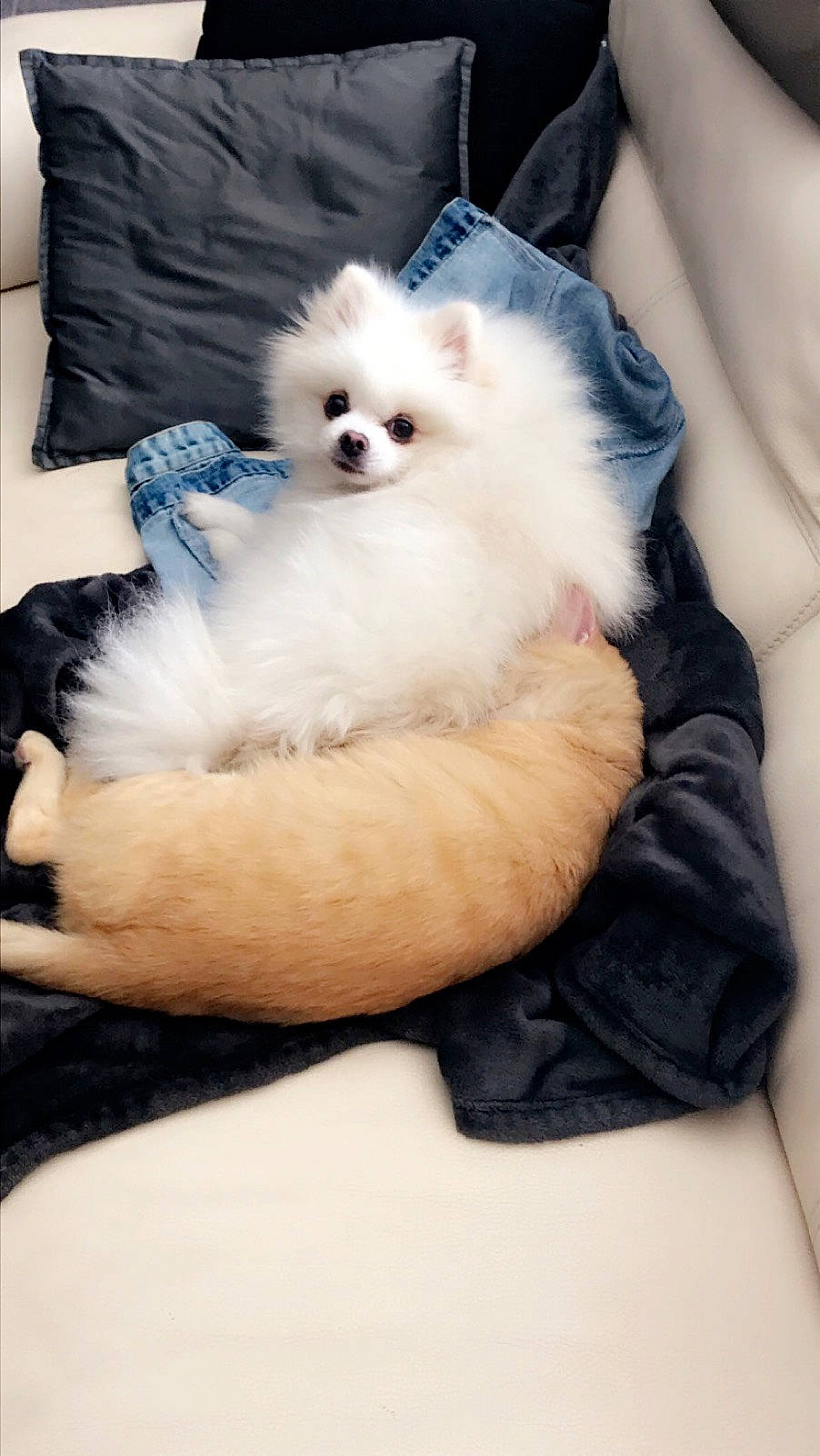 Thao a rejoint le concours — aidez-le/la à gagner de superbes lots ! canidae, carnivore, companion_dog, dog, dog_breed, german_spitz, german_spitz_klein, german_spitz_mittel, japanese_spitz, mammal, non_sporting_group, pomeranian, puppy, rare_breed_dog, samoyed, spitz, toy_dog, vertebrate, volpino_italiano