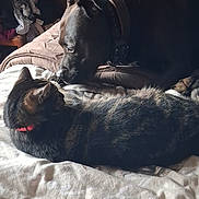 Nala participe au concours pour gagner de l'argent avec cette photo : dog, cat, bed, indoor, pet, animal, fur, collar, resting, cozy, curious, relaxed, brown, black, striped, blanket, comfort, companion, friendship, home