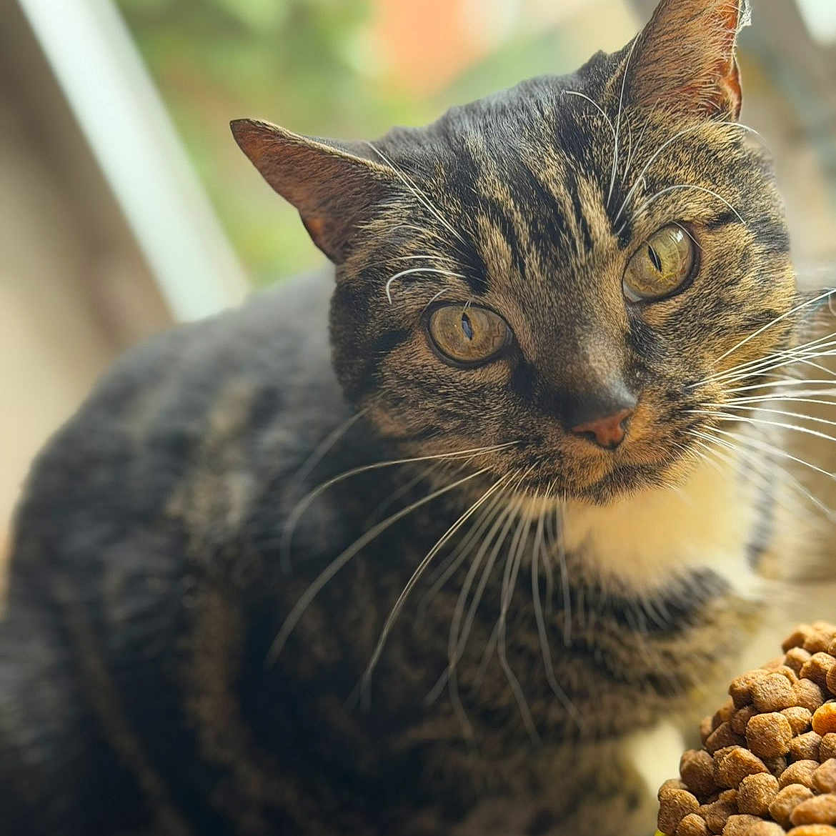 Nala