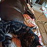 Boys a rejoint le concours — aidez-le/la à gagner de superbes lots ! dog, cat, sleeping, blanket, indoor, tile_floor, furniture, resting, paw, striped_cat, brown_dog, cozy, pet, animal, laying_down, relaxation, household, domestic, companion, nap