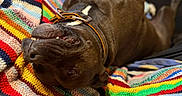 Boys a rejoint le concours — aidez-le/la à gagner de superbes lots ! black_dog, blanket, canine, close_up, collar, colorful, comfort, cozy, crocheted_blanket, dog, fur, home, indoor, lying_down, pet, playful, relaxed, resting, smiling, teeth