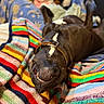 Boys a rejoint le concours — aidez-le/la à gagner de superbes lots ! dog, smiling, blanket, colorful, striped, upside_down, collar, relaxed, indoor, cozy, pet, canine, happy, resting, fur, black_dog, white_markings, playful, closeup, comfort