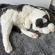 Mozart a rejoint le concours — aidez-le/la à gagner de superbes lots ! cat, sleeping, white, grey, paw, plush_toy, blanket, cozy, indoor, resting, cute, pet, fur, snuggling, animal, peaceful, soft, relaxed, domestic_animal, pink_paw
