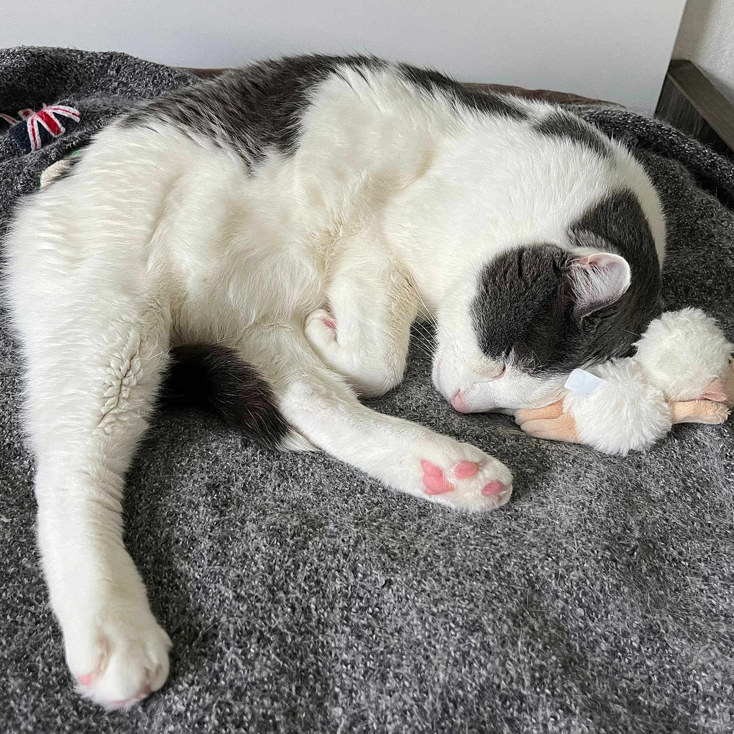 Mozart a rejoint le concours — aidez-le/la à gagner de superbes lots ! animal, blanket, cat, cozy, cute, domestic_animal, fur, grey, indoor, paw, peaceful, pet, pink_paw, plush_toy, relaxed, resting, sleeping, snuggling, soft, white