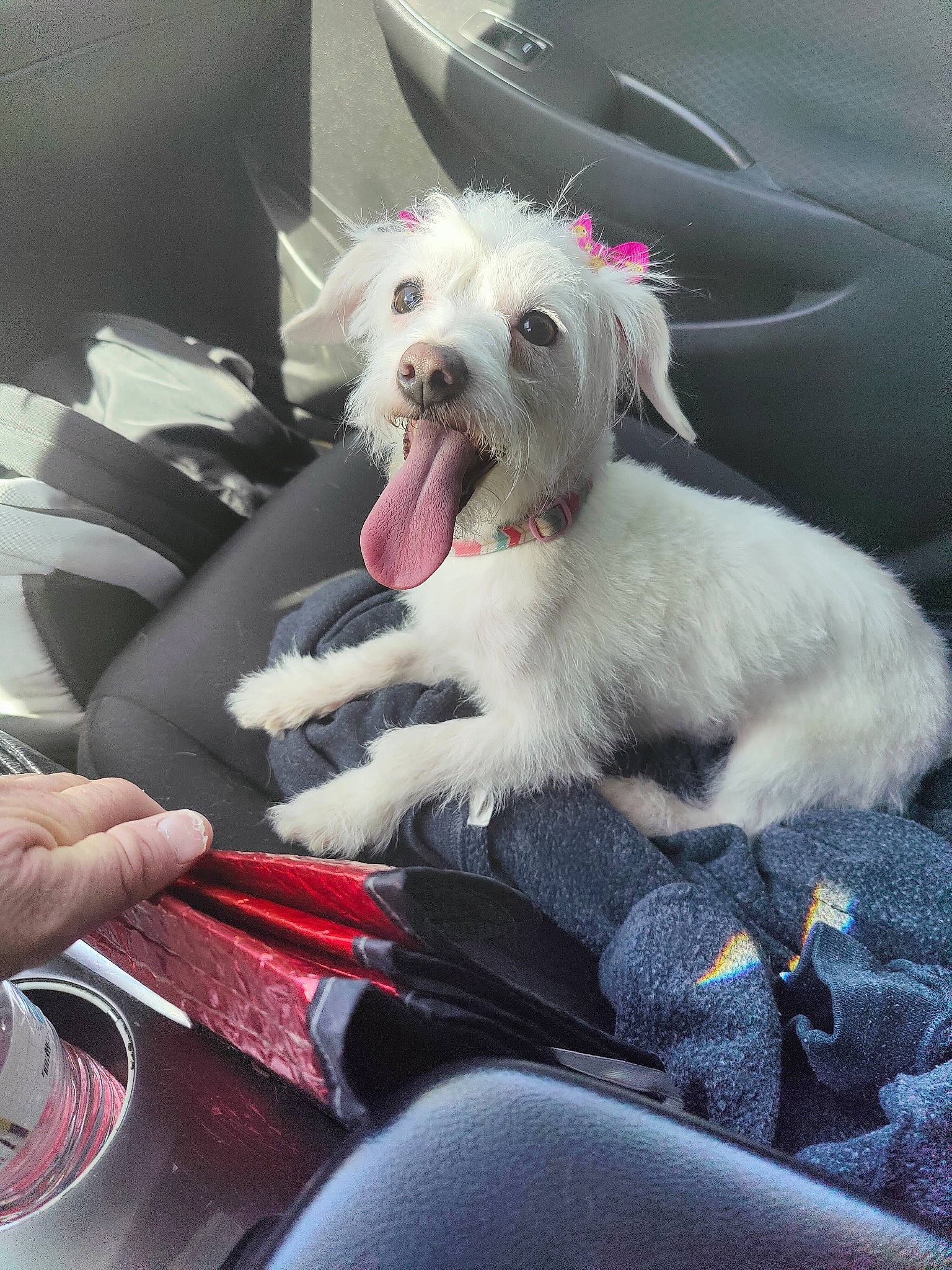 Blanca joined the competition — help win amazing prizes! auto_part, car, car_seat_cover, carnivore, comfort, companion_dog, dog, dog_breed, felidae, fur, motor_vehicle, personal_luxury_car, seat_belt, small_terrier, snout, sporting_group, terrier, toy_dog, vehicle, vehicle_door