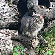 Lita is registered to the contest to win money with this photo: cat, grey_cat, fluffy_cat, animal, pet, outdoor, grass, log, wood, tree_trunk, nature, yellow_eyes, feline, wildlife, mammal, fur, whiskers, curious, standing, daylight