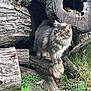 cat, grey_cat, fluffy_cat, animal, pet, outdoor, grass, log, wood, tree_trunk, nature, yellow_eyes, feline, wildlife, mammal, fur, whiskers, curious, standing, daylight