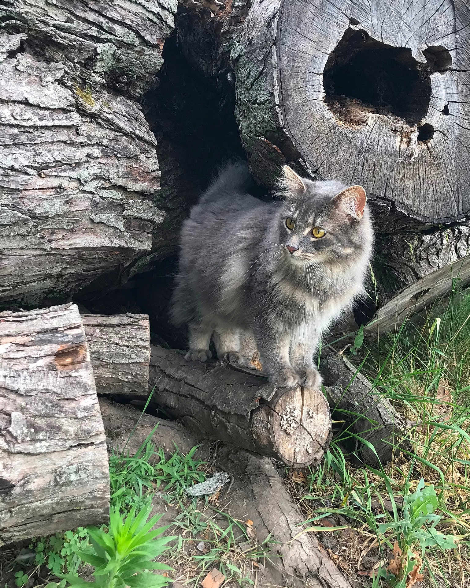 Lita is registered to the contest to win money with this photo: cat, grey_cat, fluffy_cat, animal, pet, outdoor, grass, log, wood, tree_trunk, nature, yellow_eyes, feline, wildlife, mammal, fur, whiskers, curious, standing, daylight