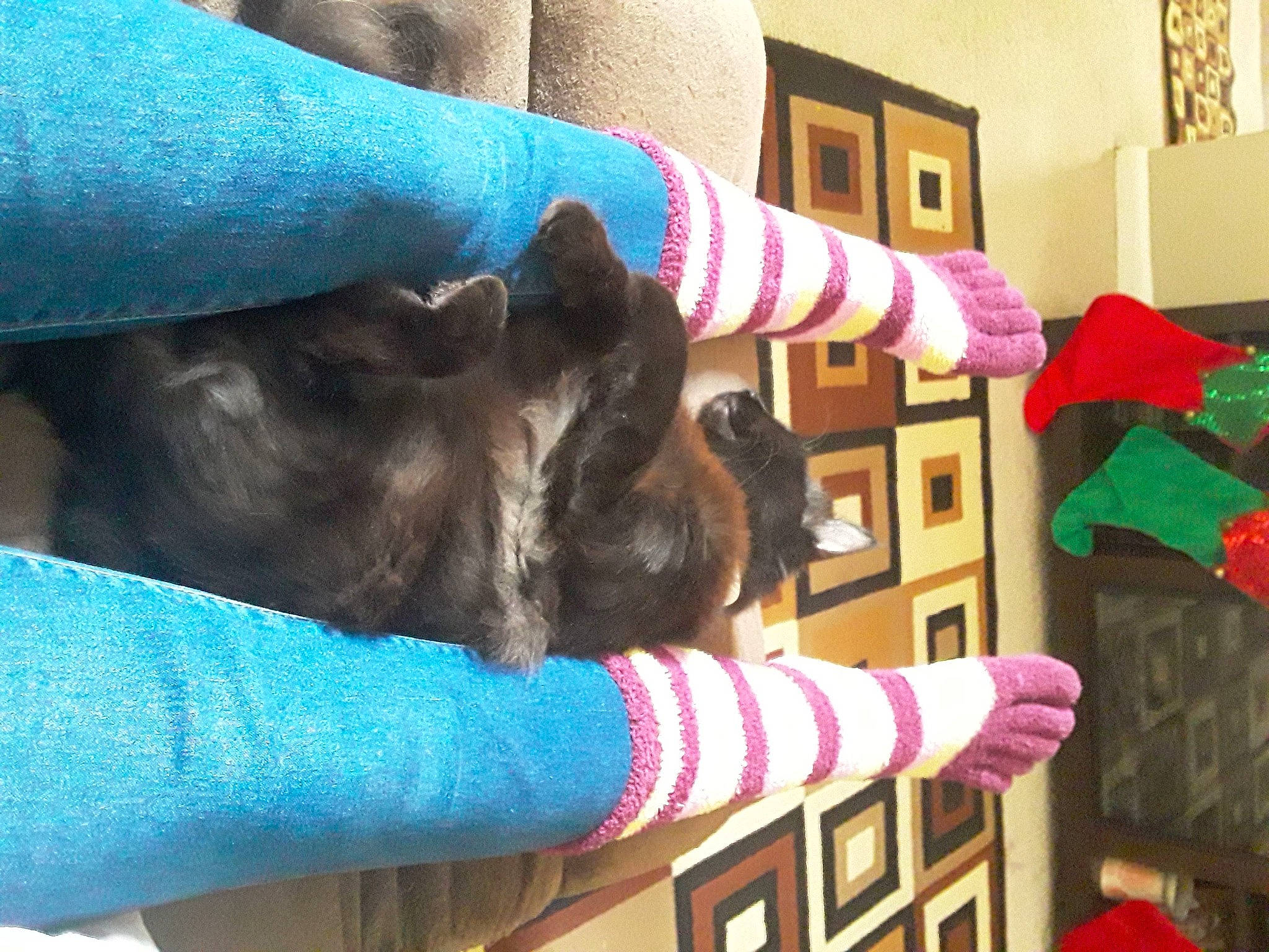 Dahlia joined the competition — help win amazing prizes! comfort, companion_dog, dog, dog_breed, electric_blue, fawn, felidae, foot, fur, gesture, human_leg, magenta, nail, picture_frame, room, small_to_medium_sized_cats, textile, wood, wool, wrist