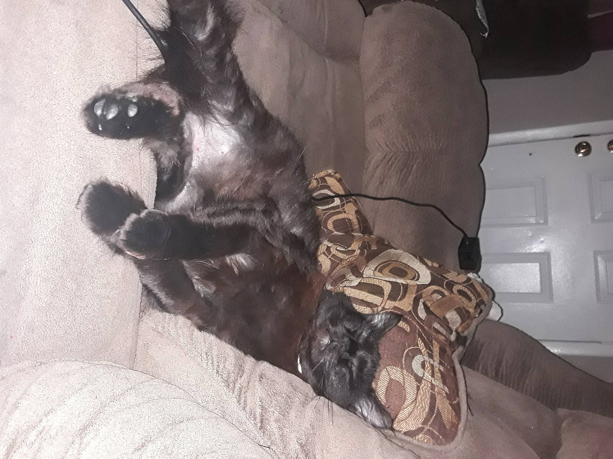 Dahlia is registered to the contest to win money with this photo: art, boot, carmine, carnivore, cg_artwork, comfort, companion_dog, dog_breed, flooring, foot, fur, grey, human_leg, linens, metal, paw, sporting_group, tail, whiskers, wood