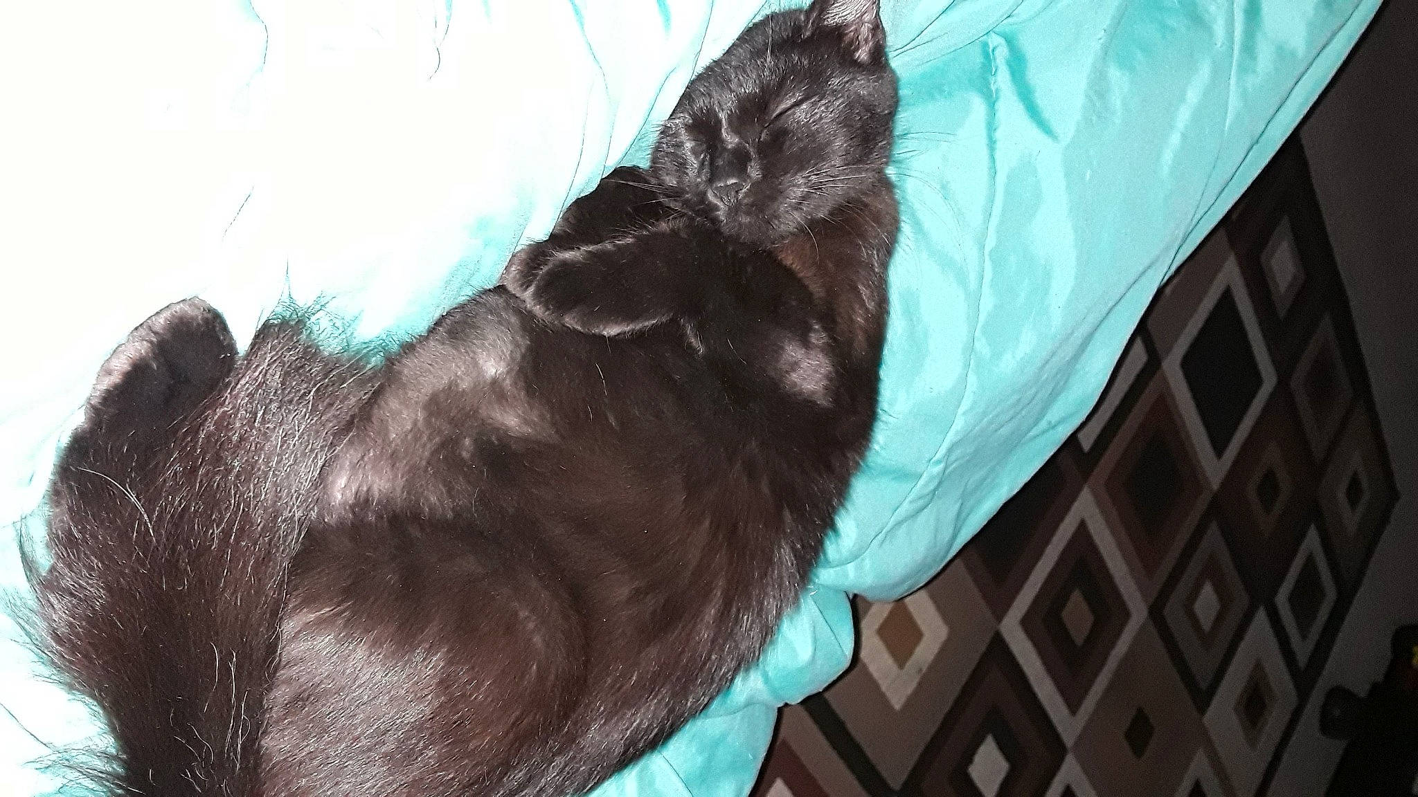 Dahlia is registered to the contest to win money with this photo: canidae, carnivore, comfort, companion_dog, dog_breed, fawn, feather, felidae, foot, fur, guard_dog, human_leg, liver, natural_material, small_to_medium_sized_cats, sporting_group, tail, terrestrial_animal, whiskers, working_animal