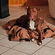 Ghost participe au concours pour gagner de l'argent avec cette photo : dog, brown_dog, blanket, paw_print, tile_floor, indoor, pet, animal, resting, lying_down, wooden_wall, heater, cozy, domestic, fur, ears, white_chest, quiet, calm, living_room