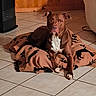 dog, brown_dog, blanket, paw_print, tile_floor, indoor, pet, animal, resting, lying_down, wooden_wall, heater, cozy, domestic, fur, ears, white_chest, quiet, calm, living_room