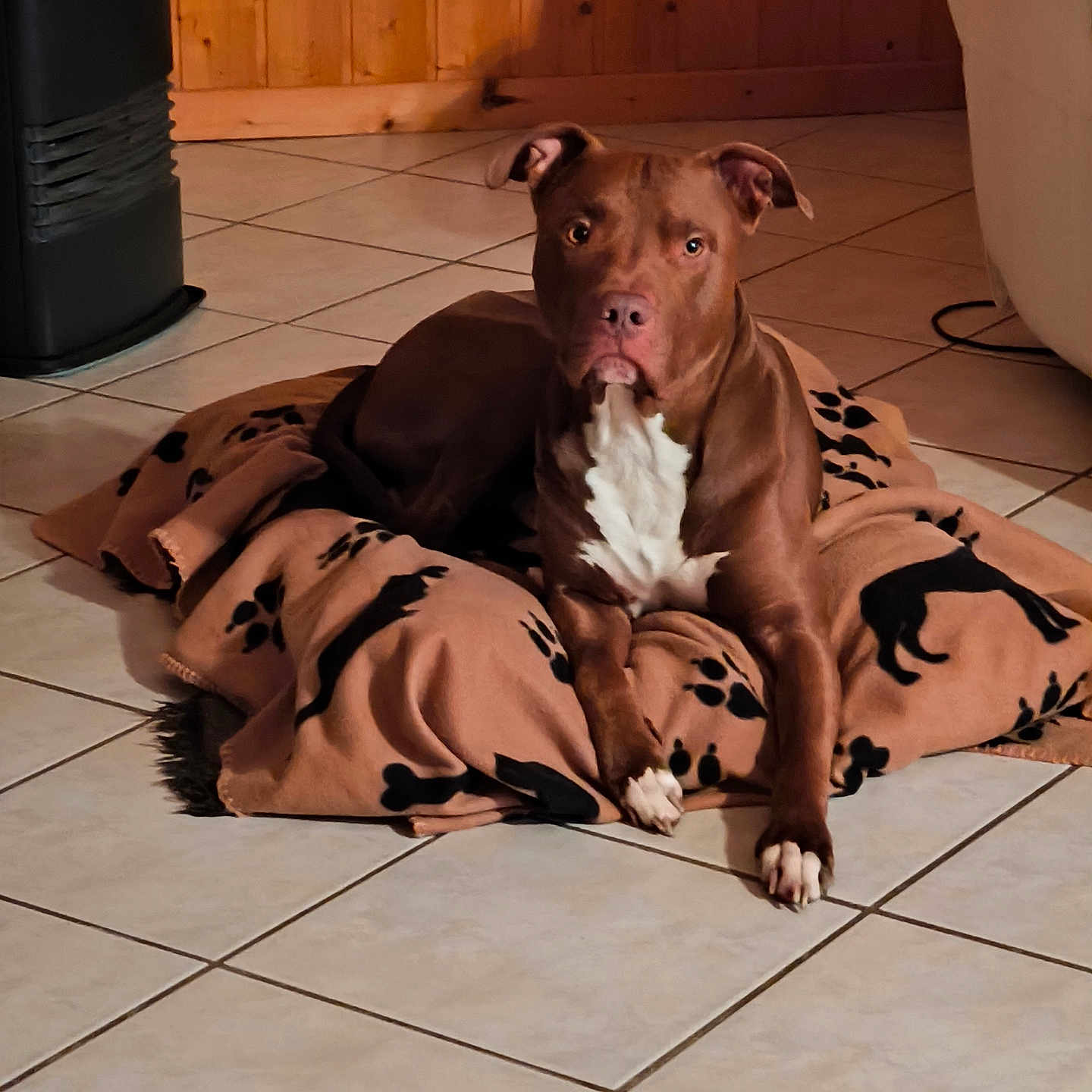 Ghost participe au concours pour gagner de l'argent avec cette photo : dog, brown_dog, blanket, paw_print, tile_floor, indoor, pet, animal, resting, lying_down, wooden_wall, heater, cozy, domestic, fur, ears, white_chest, quiet, calm, living_room
