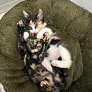 Ariel Et Athena a rejoint le concours — aidez-le/la à gagner de superbes lots ! kitten, cat, pets, animal, cute, playful, fur, bed, indoor, resting, fluffy, two, adorable, young, sleepy, cozy, paw, whiskers, feline, companionship