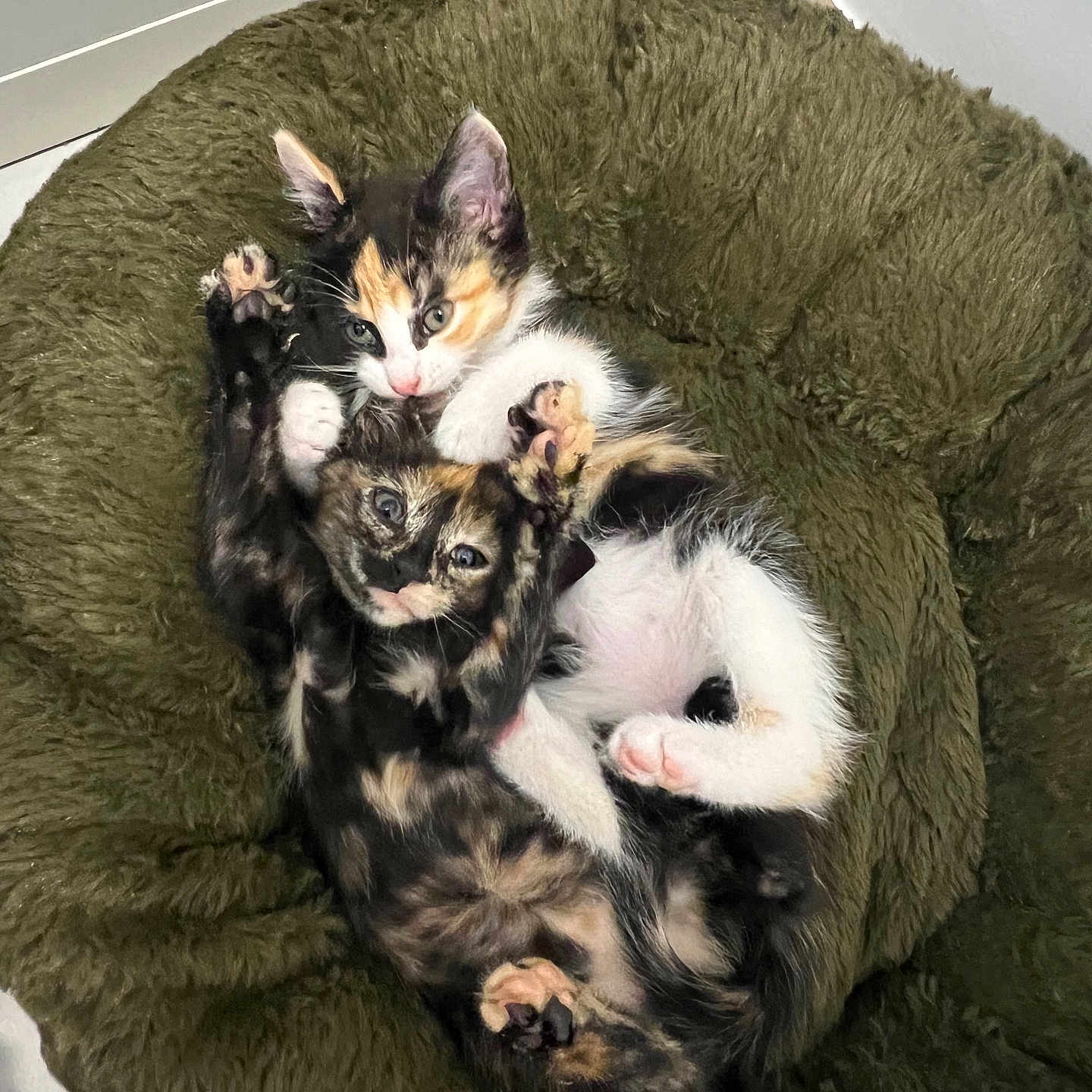 Ariel Et Athena a rejoint le concours — aidez-le/la à gagner de superbes lots ! adorable, animal, bed, cat, companionship, cozy, cute, feline, fluffy, fur, indoor, kitten, paw, pets, playful, resting, sleepy, two, whiskers, young