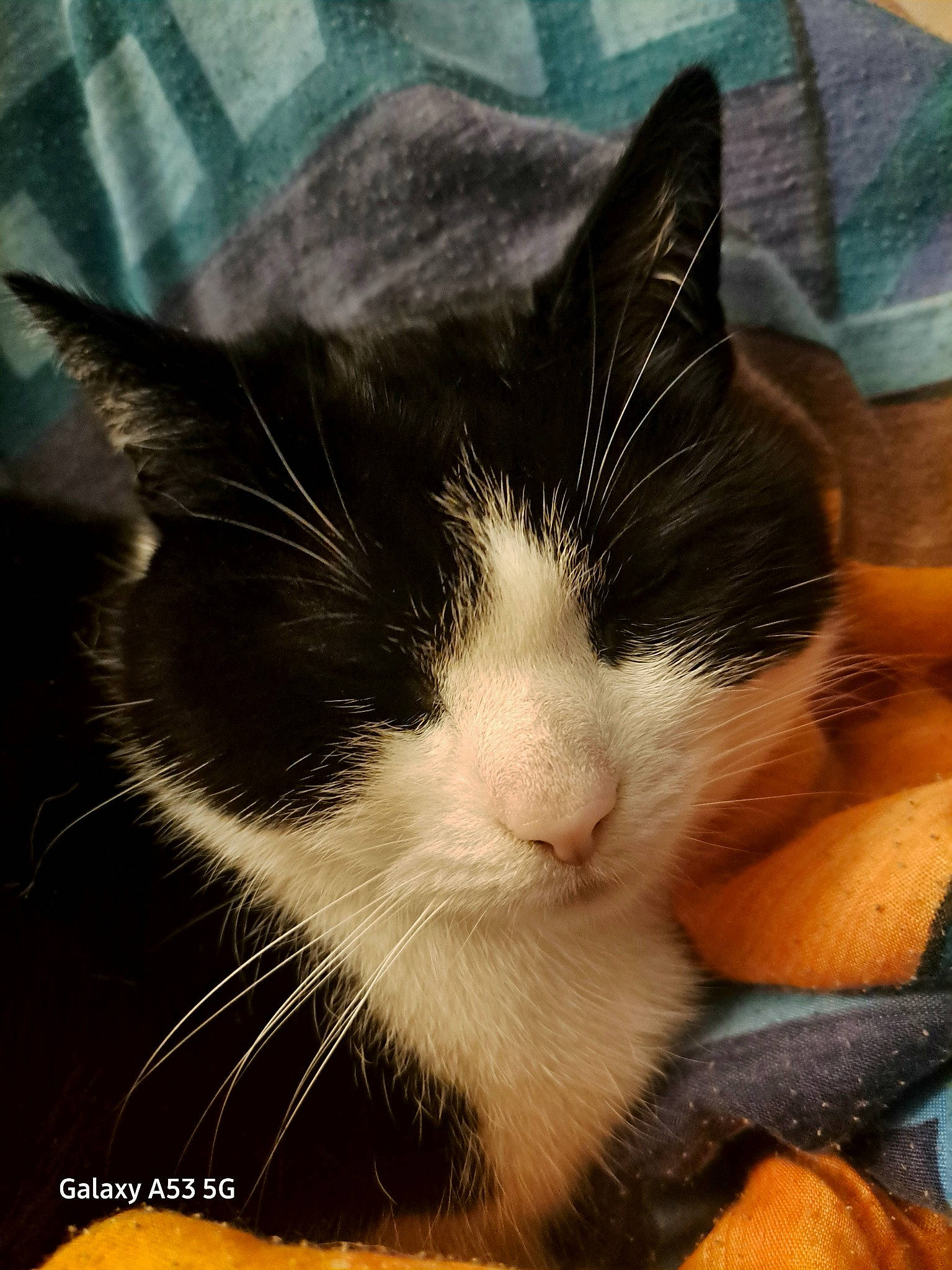 Lily is registered to the contest to win money with this photo: carnivore, cat, claw, cloud, comfort, domestic_short_haired_cat, felidae, fur, nap, paw, photo_caption, sky, sleep, small_to_medium_sized_cats, snout, square, tail, whiskers