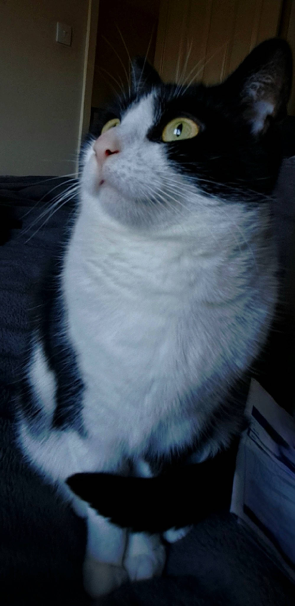 Lily joined the competition — help win amazing prizes! carnivore, cat, cat_furniture, domestic_short_haired_cat, felidae, fur, grey, paw, pet_supply, small_to_medium_sized_cats, snout, tail, whiskers, window