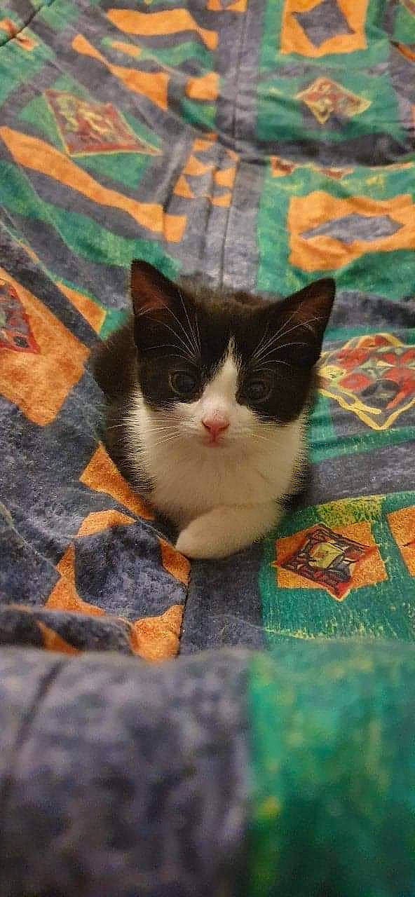 Lily joined the competition — help win amazing prizes! aegean_cat, carnivore, cat, domestic_short_haired_cat, european_shorthair, fawn, felidae, kitten, polydactyl_cat, small_to_medium_sized_cats, tail, whiskers