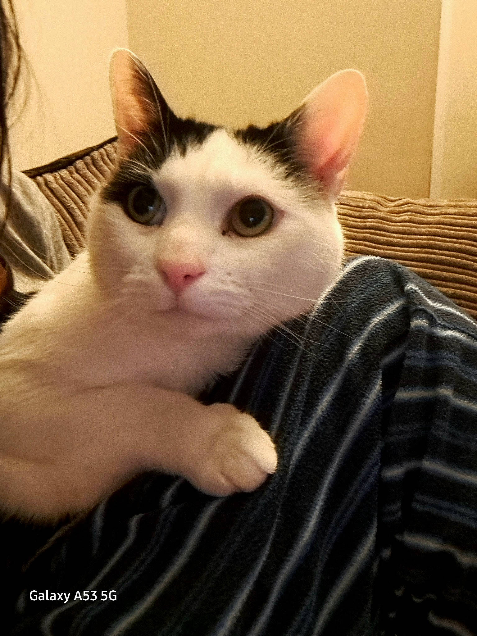 Puddles joined the competition — help win amazing prizes! carnivore, cat, claw, comfort, domestic_short_haired_cat, eye, eyelash, felidae, fur, paw, small_to_medium_sized_cats, snout, tail, whiskers