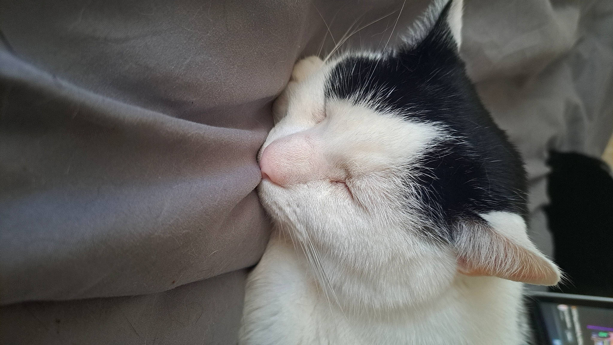 Puddles joined the competition — help win amazing prizes! carnivore, cat, claw, comfort, domestic_short_haired_cat, ear, eyelash, felidae, foot, fur, nap, paw, sleep, small_to_medium_sized_cats, snout, tail, terrestrial_animal, whiskers